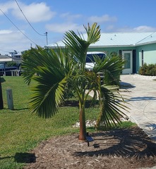 Carpoxylon macrospermum