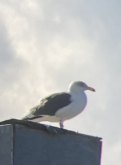 Larus occidentalis