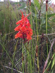 Disa porrecta