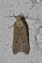 Acompsia tripunctella