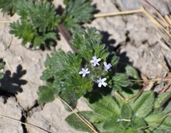 Glandularia quadrangulata