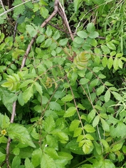 Rhus coriaria image