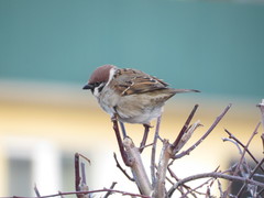 Passer montanus