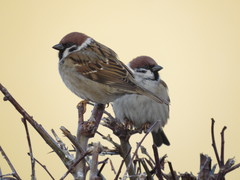 Passer montanus