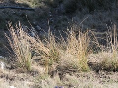 Brachypodium phoenicoides
