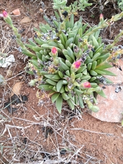 Bergeranthus scapiger