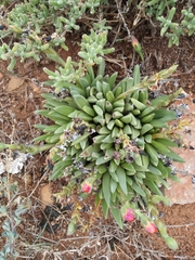 Bergeranthus scapiger