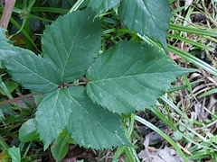Rubus affinis
