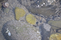 Strongylocentrotus purpuratus