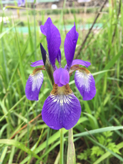 Iris sanguinea
