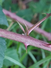 Rubus affinis