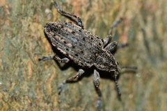 Ithycerus noveboracensis