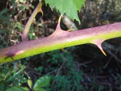 Rubus affinis