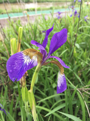 Iris sanguinea
