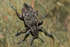 Ithycerus noveboracensis