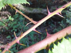 Rubus affinis