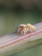 Salticidae