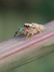 Salticidae