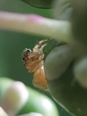 Salticidae