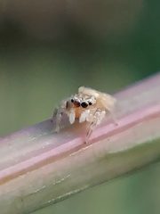 Salticidae