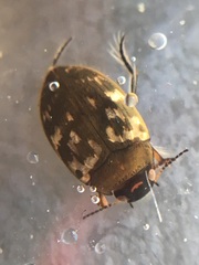 Leconectes striatellus