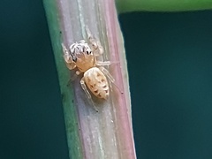 Salticidae