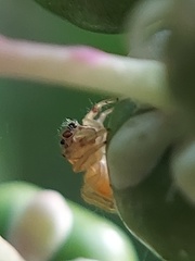 Salticidae