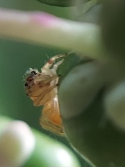 Salticidae