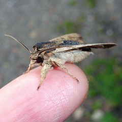 Lithophane semibrunnea