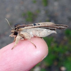 Lithophane semibrunnea