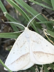 Lychnosea intermicata