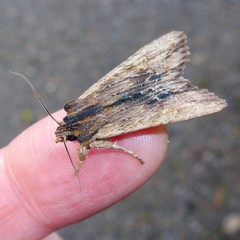 Lithophane semibrunnea