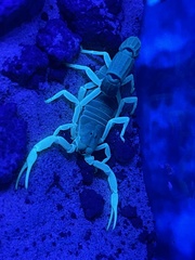 Parabuthus schlechteri