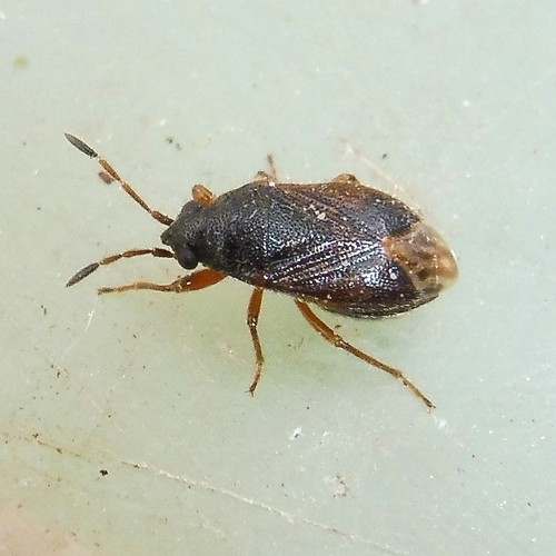 Stygnocoris cimbricus