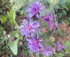 Vernonia greggii