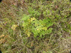 Ligusticum apiifolium