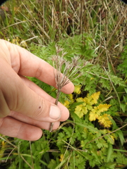 Ligusticum apiifolium