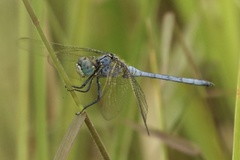 Orthetrum abbotti