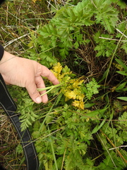 Ligusticum apiifolium