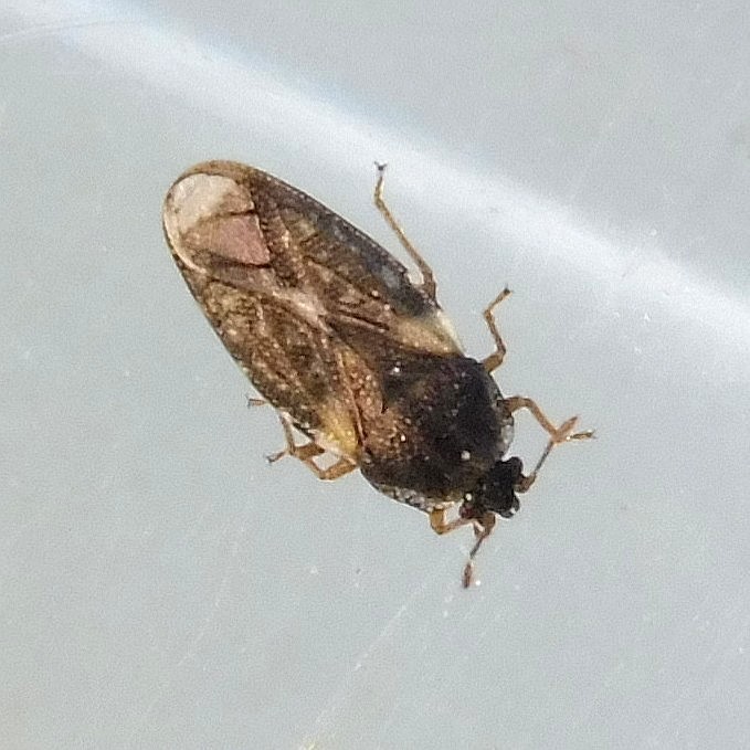 Piesma maculatum