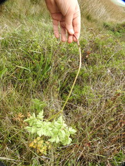 Ligusticum apiifolium