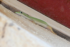 Phelsuma abbotti