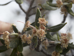 Cercocarpus ledifolius intermontanus