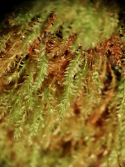 Tetraphis geniculata