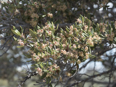 Cercocarpus ledifolius intermontanus