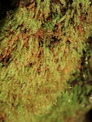 Tetraphis geniculata