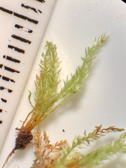 Tetraphis geniculata