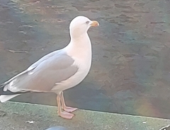 Larus argentatus