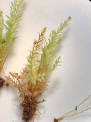 Tetraphis geniculata