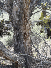 Cercocarpus ledifolius intermontanus